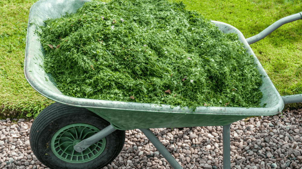 Green waste in a wheelbarrow ready for the bin